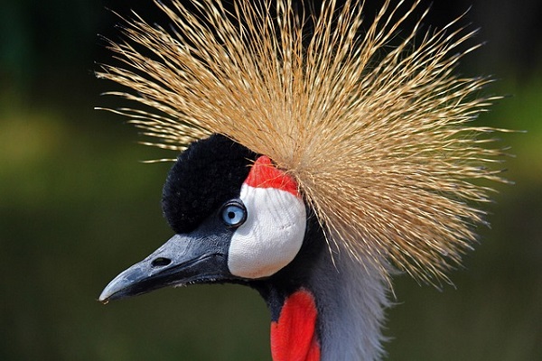 black-crowned-crane-gfb76adfee_640.jpg
